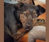 Photo of Saidah, an American Pit Bull Terrier, German Shepherd Dog, Labrador Retriever, Chow Chow, and Boston Terrier mix in Georgia, USA