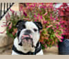Photo of Oz, a Bulldog  in Baltimore, MD, USA