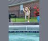 Photo of Buddy, a Border Collie, Golden Retriever, German Shepherd Dog, Pointer, and Mixed mix in Springdale, Arkansas, USA