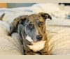 Skyler, an American Pit Bull Terrier and Australian Shepherd mix tested with EmbarkVet.com