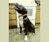 Hulk-E-Boy, an American Bully tested with EmbarkVet.com