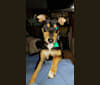 Kenai, a Rat Terrier and German Shepherd Dog mix tested with EmbarkVet.com