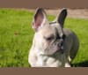 Montelana, a French Bulldog tested with EmbarkVet.com