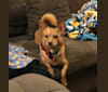 Chico, a Chihuahua and Pomeranian mix tested with EmbarkVet.com