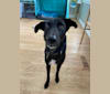 Ziggy, a South Asian Village Dog tested with EmbarkVet.com