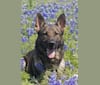 Seven, a German Shepherd Dog tested with EmbarkVet.com
