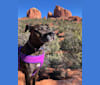 Abigail, a Perro de Presa Canario and American Pit Bull Terrier mix tested with EmbarkVet.com