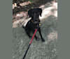 Lacey, a German Wirehaired Pointer and Australian Shepherd mix tested with EmbarkVet.com