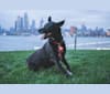 Photo of Bandit, an American Pit Bull Terrier, Chow Chow, Australian Cattle Dog, Labrador Retriever, Beagle, and Mixed mix in SF, California, USA