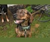 Huck, a Treeing Walker Coonhound and Labrador Retriever mix tested with EmbarkVet.com
