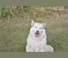 Photo of Valentine, an Alaskan Malamute, Siberian Husky, German Shepherd Dog, and Mixed mix in China