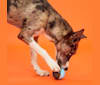 Gendry, a Siberian Husky and Golden Retriever mix tested with EmbarkVet.com