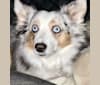 MaizyRose, an Australian Shepherd Group tested with EmbarkVet.com