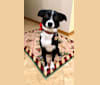 Petunia, an Australian Cattle Dog and Beagle mix tested with EmbarkVet.com