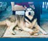 Maverick, a Siberian Husky tested with EmbarkVet.com