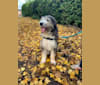Bilbo, an Eastern European Village Dog tested with EmbarkVet.com