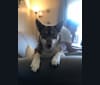 Luna B, a Siberian Husky and Australian Cattle Dog mix tested with EmbarkVet.com