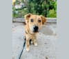 Photo of Ticket, an Australian Cattle Dog, American Pit Bull Terrier, Chow Chow, and Mixed mix in San Bernardino, California, USA