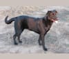 Rick, a German Shepherd Dog and Great Pyrenees mix tested with EmbarkVet.com