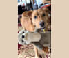 Photo of Porter, a Rottweiler, Australian Cattle Dog, Golden Retriever, and Border Collie mix in John Day, Oregon, USA