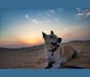 Photo of Cody, an Arabian Village Dog  in Abu Dhabi, Abu Dhabi, United Arab Emirates