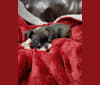 Sleepwalker Goddess of the Night Nyx, a Boston Terrier tested with EmbarkVet.com