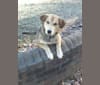 Photo of Gage, a Siberian Husky, Beagle, and American Foxhound mix in Dinwiddie, Virginia, USA