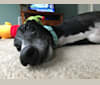 Harlow, a Greyhound tested with EmbarkVet.com