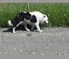 Jiggs, a Border Collie and German Shepherd Dog mix tested with EmbarkVet.com