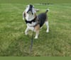 Bruce Wayne, a Beagle tested with EmbarkVet.com
