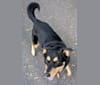 Bandit, a German Shepherd Dog and Rottweiler mix tested with EmbarkVet.com