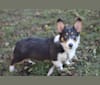 Butterball, a Pembroke Welsh Corgi tested with EmbarkVet.com