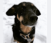 Mia, a Beagle and Siberian Husky mix tested with EmbarkVet.com