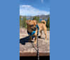 Nacho, a Pug and Chihuahua mix tested with EmbarkVet.com