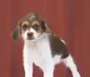 Fen, a Beagle and Chihuahua mix tested with EmbarkVet.com