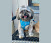 Leonardo da Vinci, a Shih Tzu and Yorkshire Terrier mix tested with EmbarkVet.com