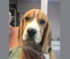 Sir, a Beagle tested with EmbarkVet.com
