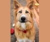 Bear a dog tested with EmbarkVet.com