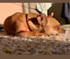 Pearl, a Chihuahua and Shiba Inu mix tested with EmbarkVet.com