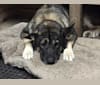 Zora, a German Shepherd Dog and Alaskan Malamute mix tested with EmbarkVet.com