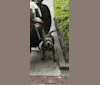 CBI202017, a Staffordshire Bull Terrier tested with EmbarkVet.com