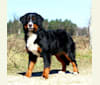 Lopez, a Bernese Mountain Dog tested with EmbarkVet.com
