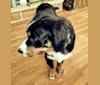 Callista, a Bernese Mountain Dog tested with EmbarkVet.com