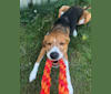Sage, an American Foxhound tested with EmbarkVet.com