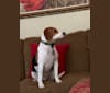 Photo of Oliver, a Beagle  in Williamston, North Carolina, USA