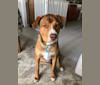 Samuel, an American Pit Bull Terrier and Labrador Retriever mix tested with EmbarkVet.com