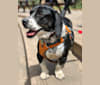 Lucille, a Basset Hound and Brittany mix tested with EmbarkVet.com