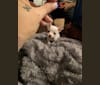 Yoko, a Chihuahua tested with EmbarkVet.com