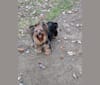 Photo of Mocha, a Yorkshire Terrier  in Kendallville, IN, USA