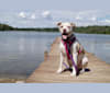Molly, a Staffordshire Terrier and German Shepherd Dog mix tested with EmbarkVet.com